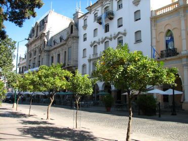 Des dizaines d'orangers bordent la place