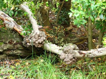 Ces noeuds sont le moyen de d&eacute;fense des arbres contre les champignons parasites.