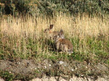 Les lapins s'observent par dizaines ici !