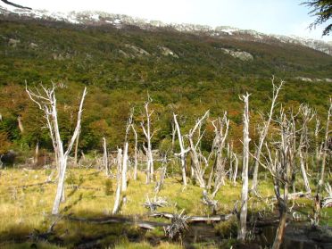 Des arbres morts par miliers...