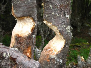 Et oui, les castors se nourrissent de bois.