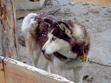 Arrêt en route dans un élevage de chiens de traineaux.