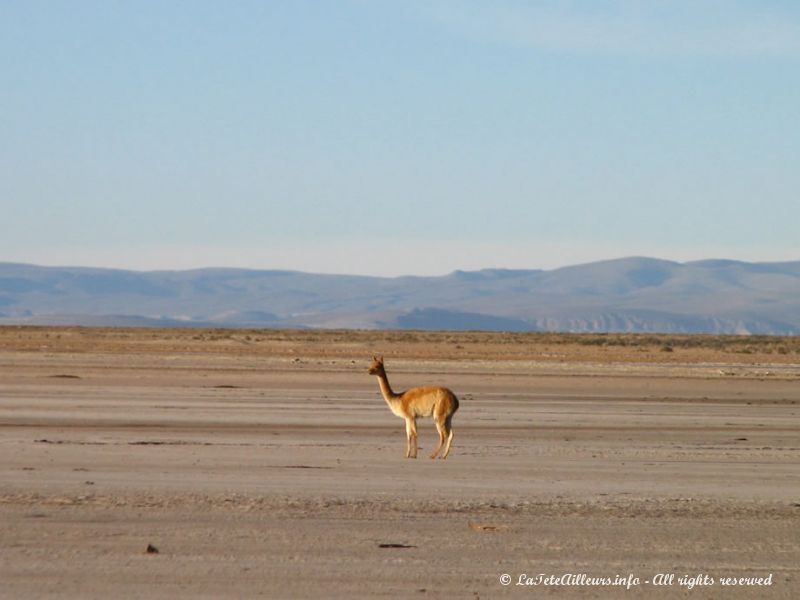 Vicuña du Sud Lipez