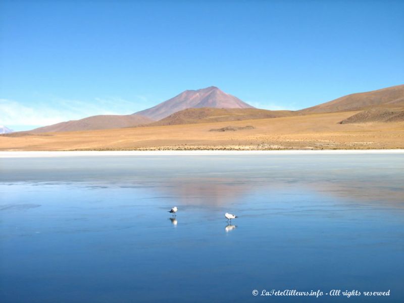 La lagune Cañapa, merveille du Sud Lipez bolivien