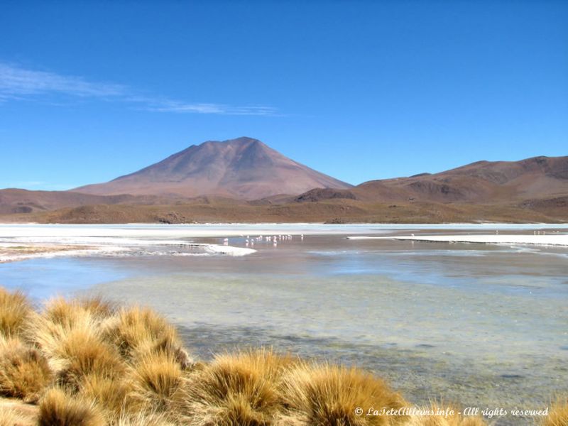 La lagune Hedionda, autre merveille du Sud Lipez