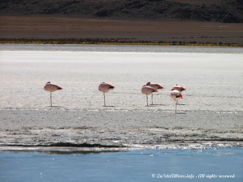 Belle page nature de Bolivie...