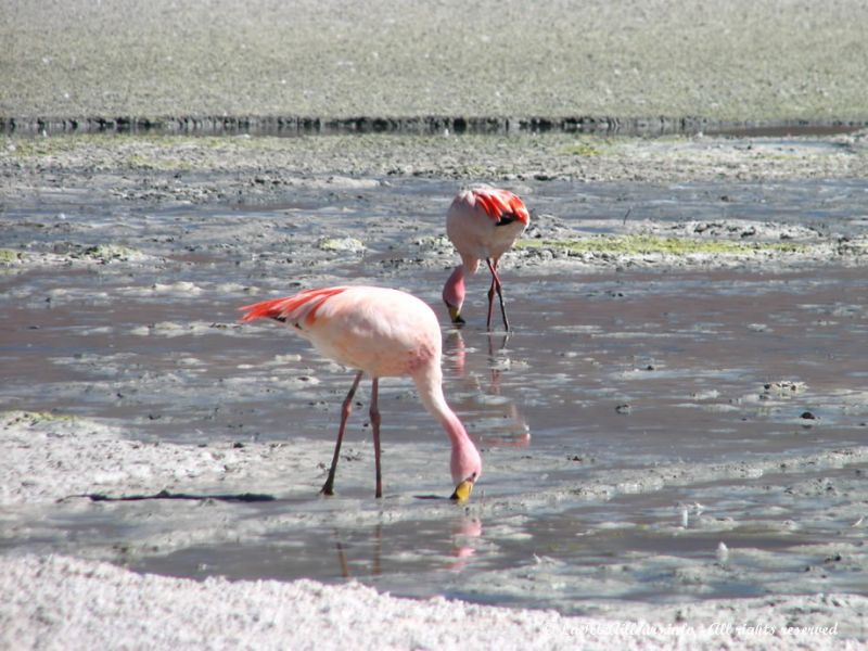 Image du Sud Lipez bolivien