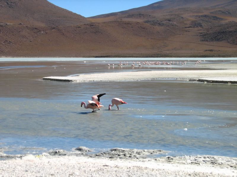 Il s'agit d'une espèce nommée flamands roses Andinos