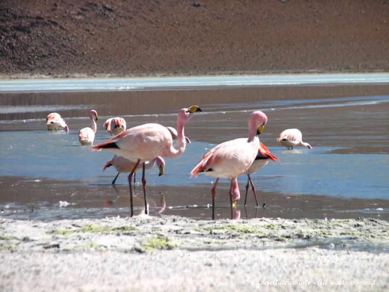 Flamands roses à la lagune Hedionda