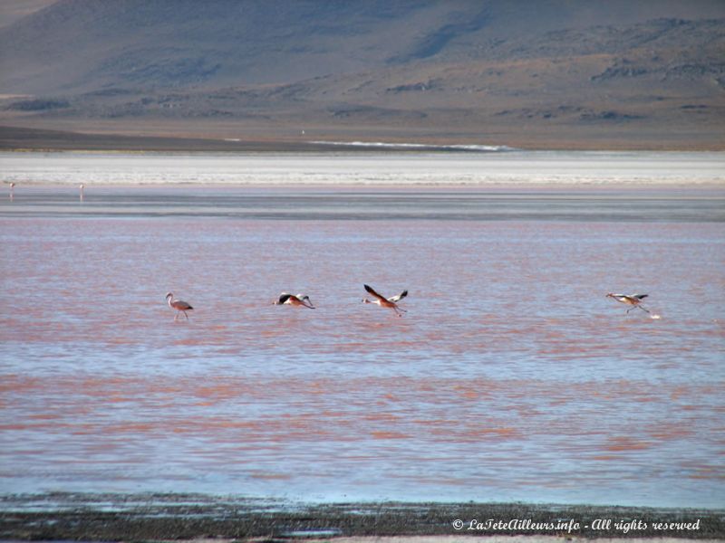 Flamengos Andinos de Bolivie