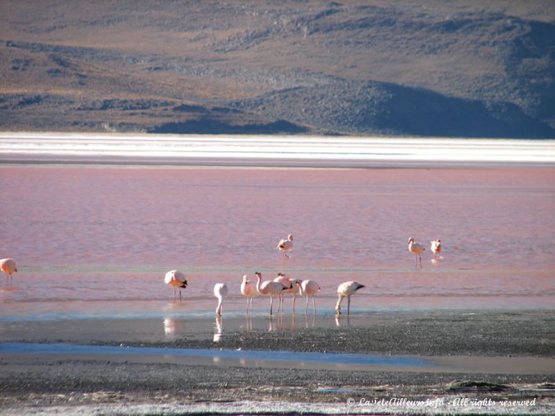 Flamands roses à la lagune Colorada