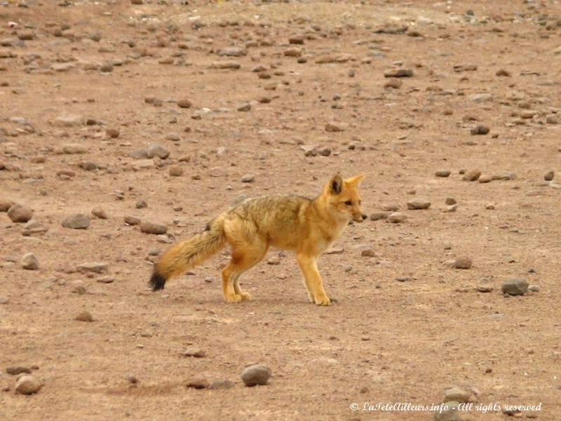 Dernier renard aperçu au Sud Lipez