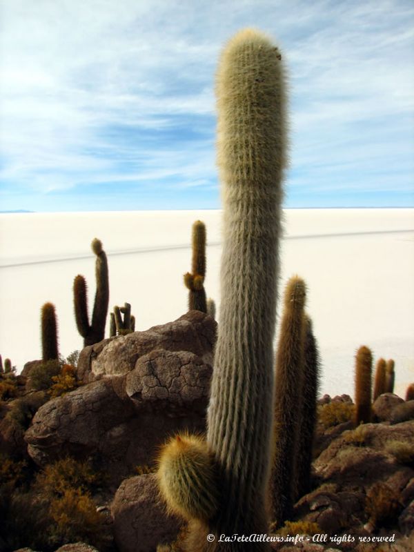 Des cactus de 12m de haut font face au Salar d'Uyuni