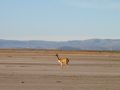 Vicuña du Sud Lipez