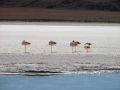 Belle page nature de Bolivie...