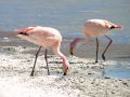 Flamands roses Andinos du Sud Lipez