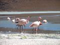 Flamands roses à la lagune Hedionda