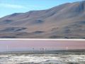 Flamands roses de la lagune Colorada