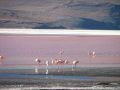 Flamands roses à la lagune Colorada