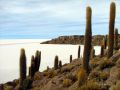 Une île remplie de cactus échouée au milieu du Salar d'Uyuni