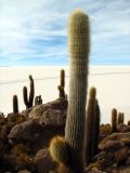 Des cactus de 12m de haut font face au Salar d'Uyuni