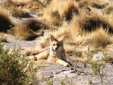 Renard près de la lagune Cañapa, au Sud Lipez bolivien