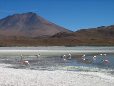 La lagune Hedionda est peupl&eacute;e de flamands roses