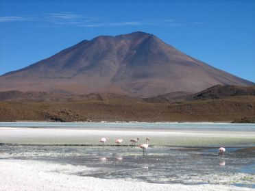 Flamands roses du Sud Lipez