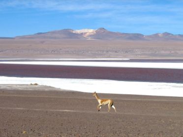 Vigogne devant la lagune Colorada