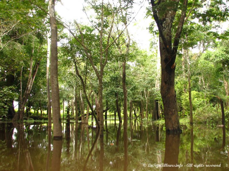 Les forêts immergées d'Amazonie