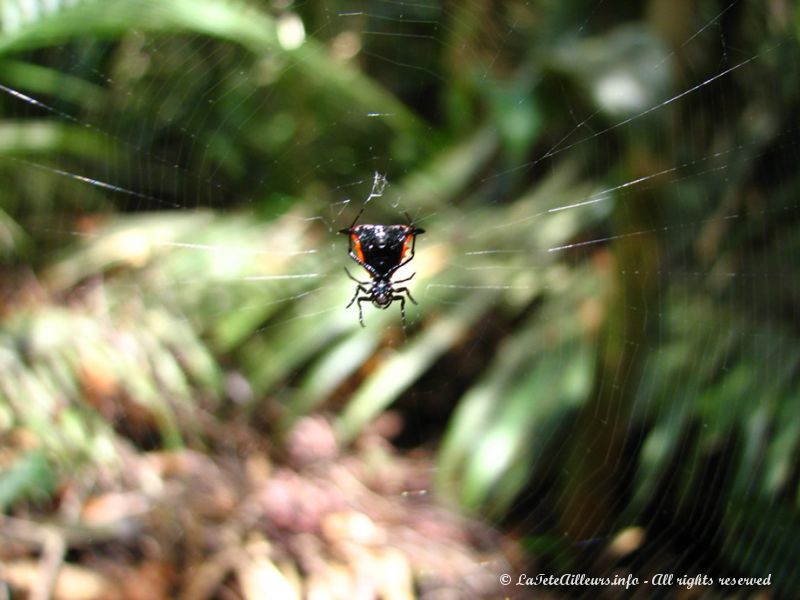 Une très belle araignée, malheureusement floue