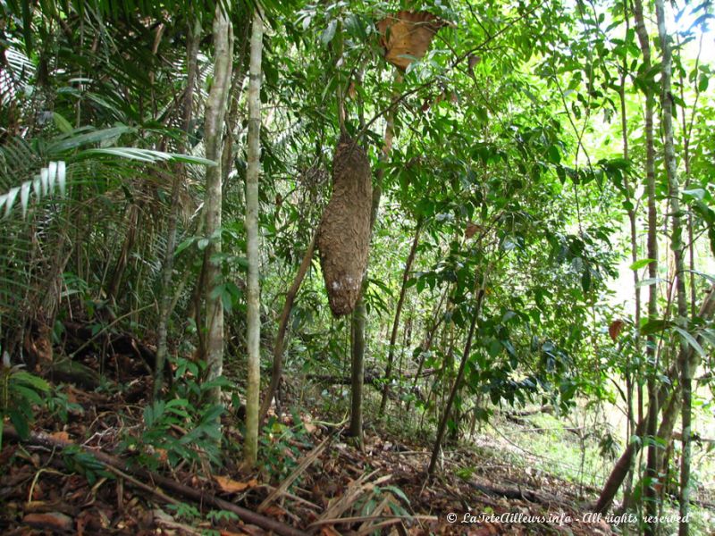 D'énormes fourmilières pendent des arbres