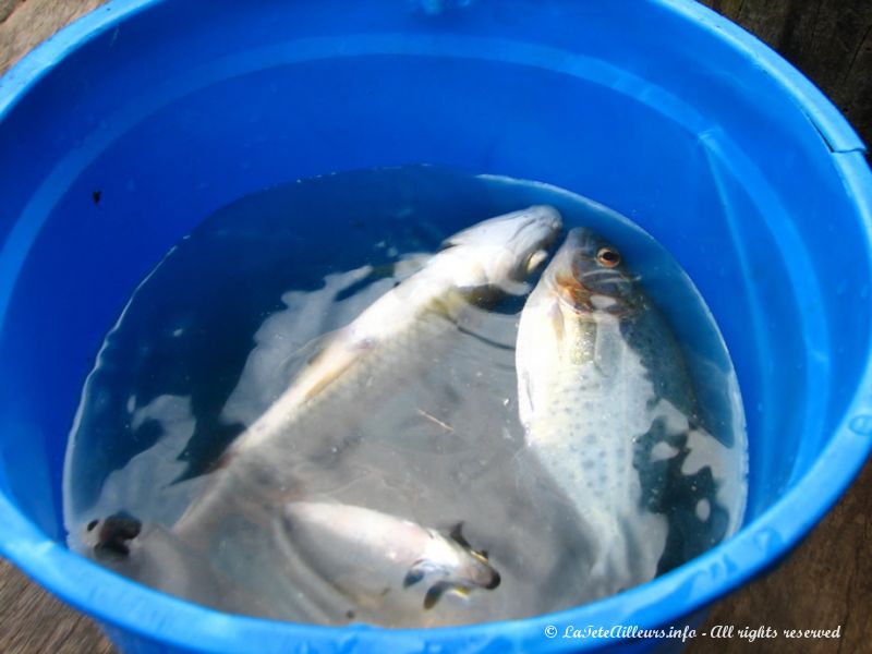 La récolte du jour : une dizaine de piranhas pour la soupe de demain