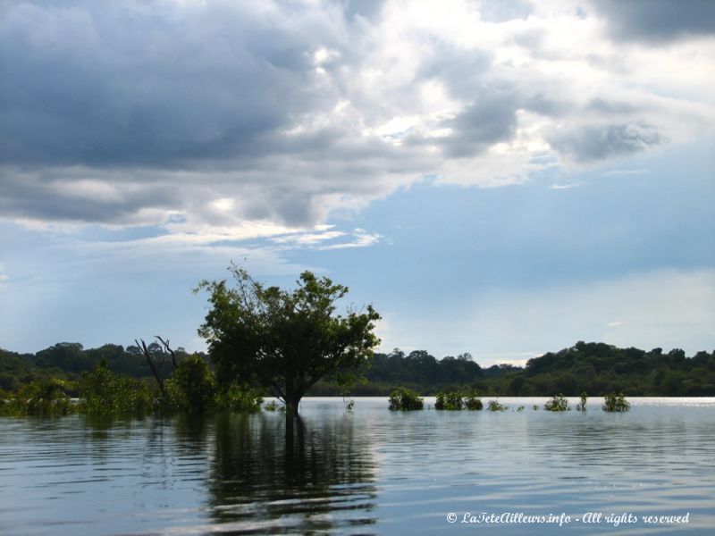 Paysages d'Amazonie