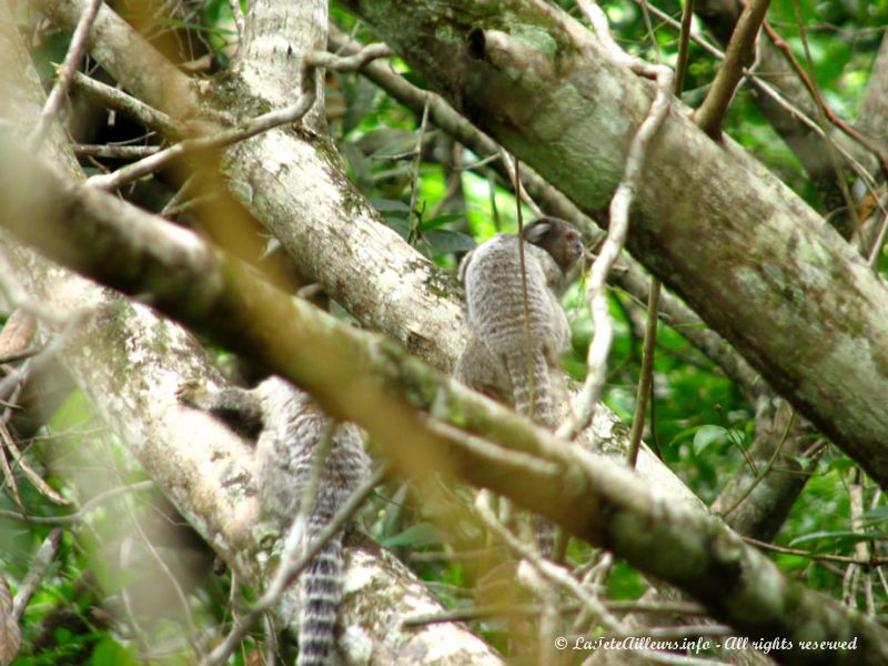 Deux des nombreux petits singes (?) rencontrés sur le sentier nous menant à la plage de Lopes Mendes