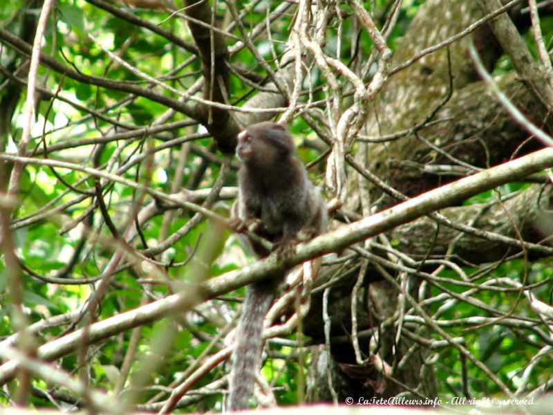 Ces petits animaux courrent par dizaines dans les arbres