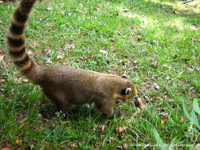 On croise de nombreux coatis, attirés par les casse-croutes des touristes