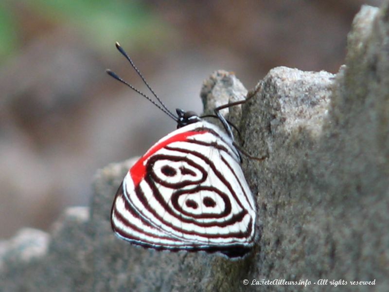 De nombreux et superbes papillons nous accompagnent