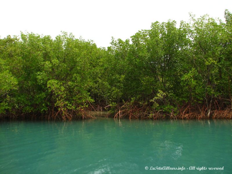 A mesure que l'on s'éloigne de l'océan, les dunes laissent la place à la mangrove