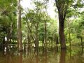 Les forêts immergées d'Amazonie