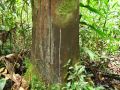 La sève de cet arbre sert à soigner les maux de ventre (ça tombe bien !)