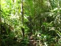 La jungle amazonienne
