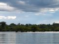 Arbres immergés en Amazonie
