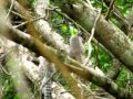 Deux des nombreux petits singes (?) rencontrés sur le sentier nous menant à la plage de Lopes Mendes