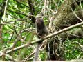 Ces petits animaux courrent par dizaines dans les arbres