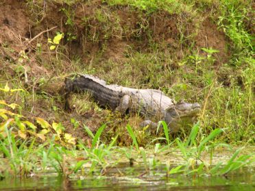 Un &eacute;norme ca&iuml;man !