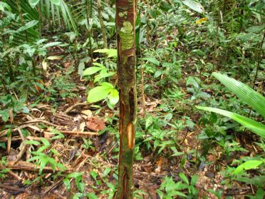 Bouillie, l'&eacute;corce de cet arbre sert de d&eacute;congestionnant respiratoire (&ccedil;a sent vraiment le Vicks !)