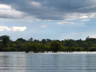 Arbres immerg&eacute;s en Amazonie