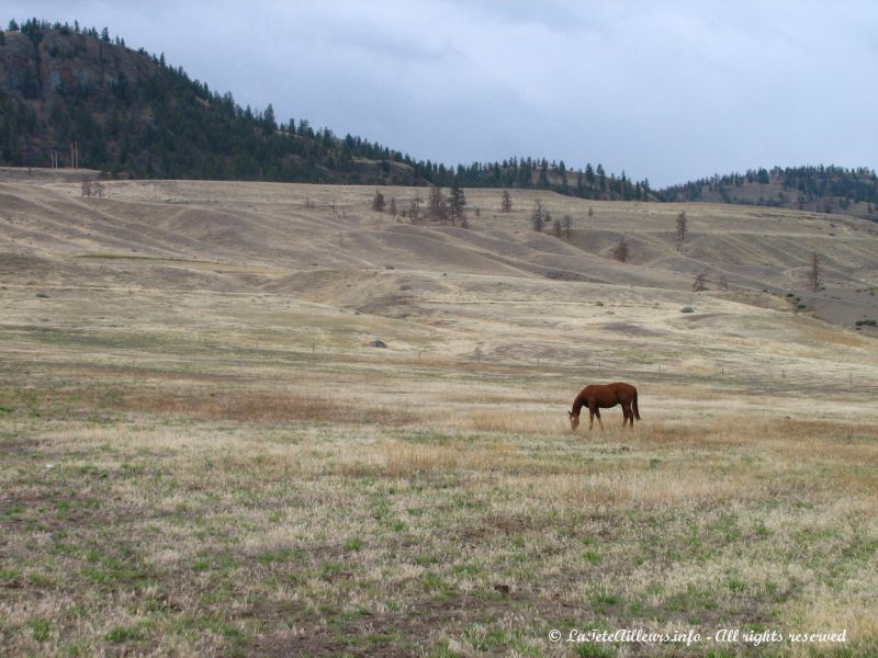 Les forets laissent place aux prairies