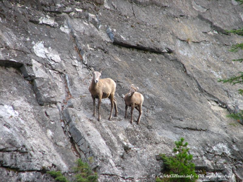 Un bebe mouflon et sa mere